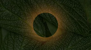 Изображение текстуры зеленых листьев с кругом в центре, создающим эффект подсветки.