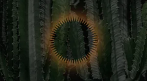 Изображение кактуса с выделенным кругом, окружённым шипами, на фоне зелёных стеблей.